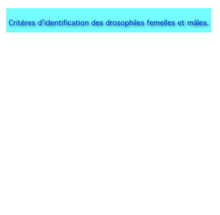  

Critères d’identification des drosophiles femelles et mâles.

 
