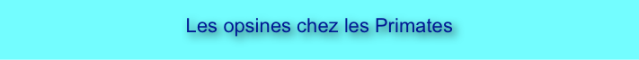 
Les opsines chez les Primates 

