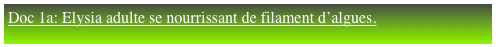 Doc 1a: Elysia adulte se nourrissant de filament d’algues.