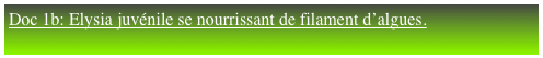 Doc 1b: Elysia juvénile se nourrissant de filament d’algues.